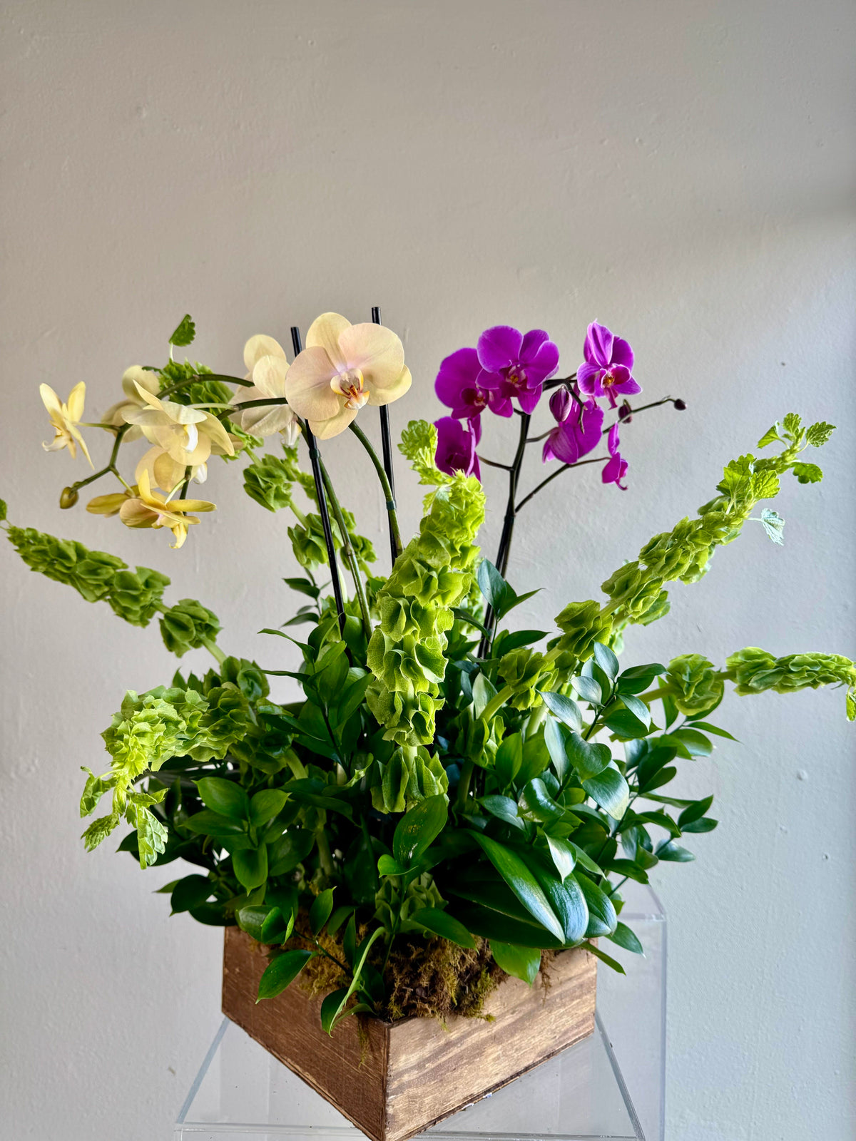 Five Phalaenopsis orchids planted with mixed foliage