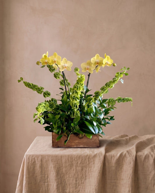 Two yellow Phalaenopsis orchids with bells of Ireland and greenery in a rustic wooden box