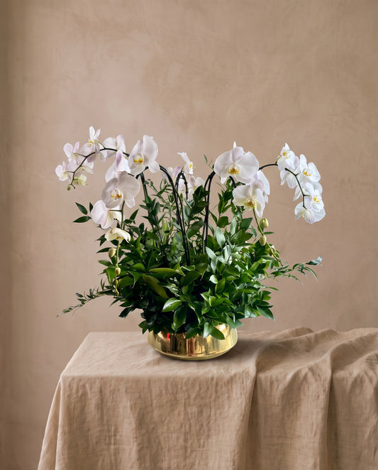 Five Phalaenopsis orchids planted with mixed foliage