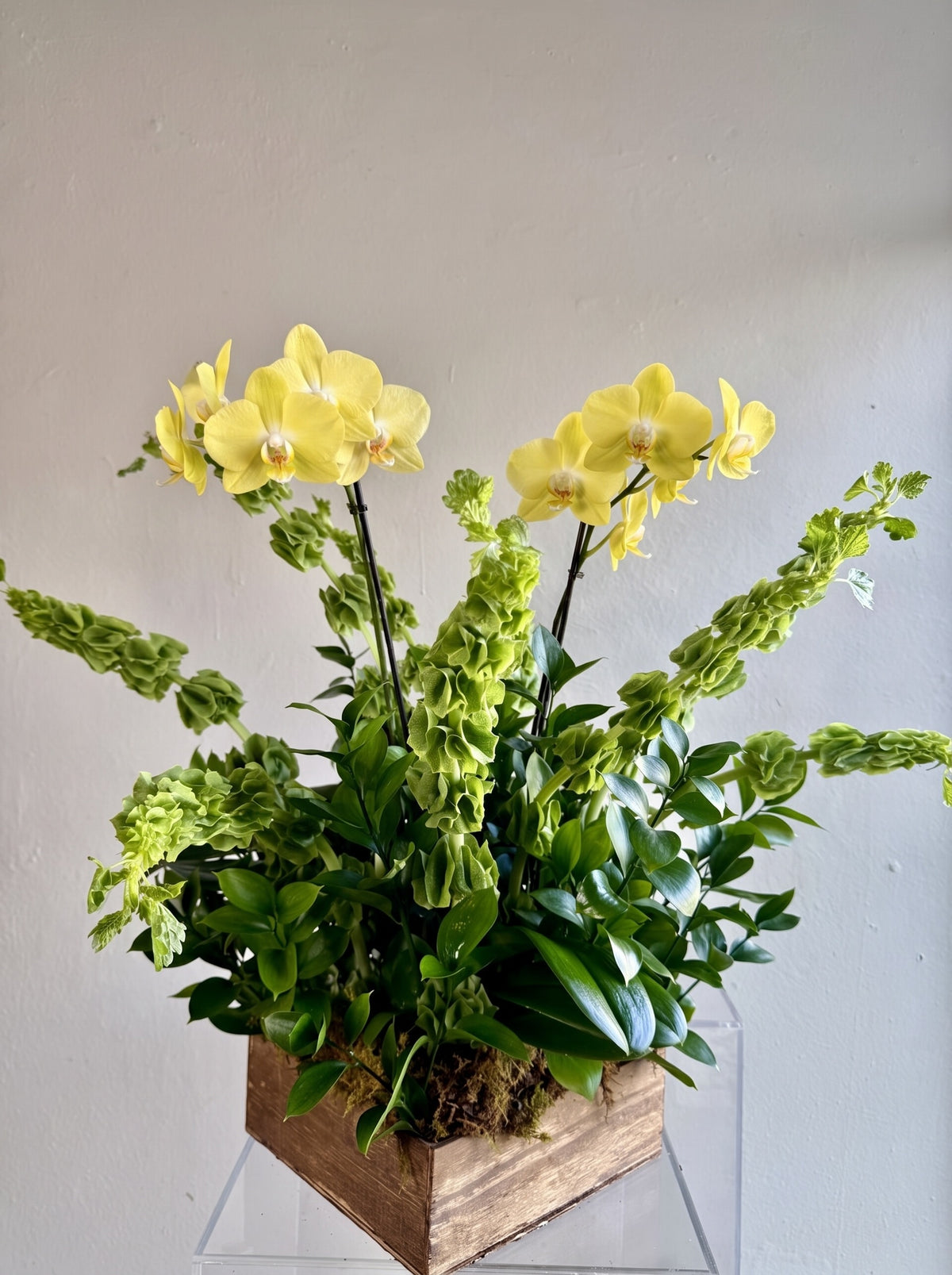 Two yellow Phalaenopsis orchids with bells of Ireland and greenery in a rustic wooden box