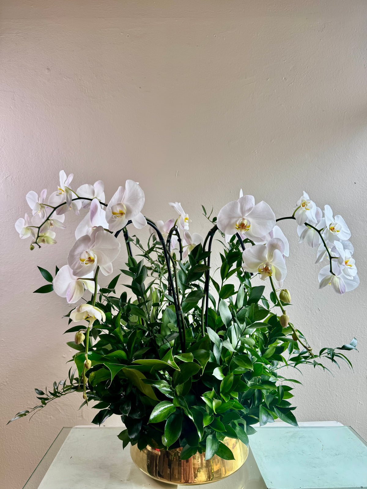 Five Phalaenopsis orchids planted with mixed foliage